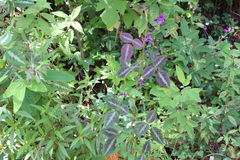 Desmodium uncinatum