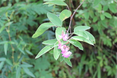 Desmodium jaliscanum