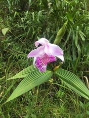 Sobralia rosea