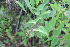Ageratina areolaris