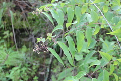 Ageratina areolaris