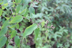 Ageratina areolaris