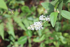 Ceanothus caeruleus