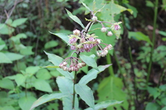 Asclepias auriculata