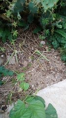 Vigna radiata sublobata