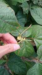 Vigna radiata sublobata