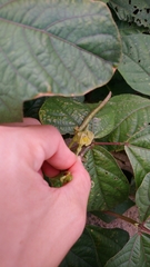 Vigna radiata sublobata