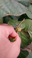 Vigna radiata sublobata