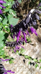 Apis mellifera