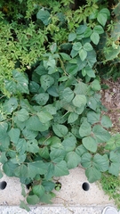 Vigna radiata sublobata