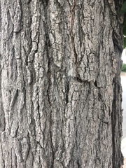 Liquidambar styraciflua