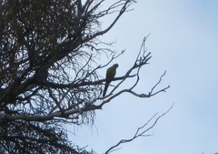 Polytelis anthopeplus