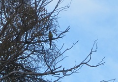 Polytelis anthopeplus