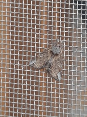 Noctuoidea