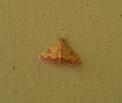 Isocentris filalis