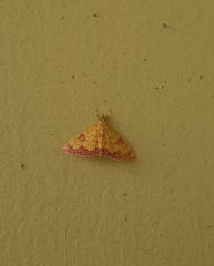 Isocentris filalis