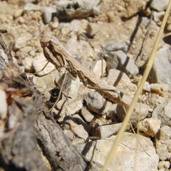 Geomantis larvoides