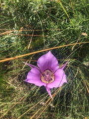 Calochortus macrocarpus macrocarpus