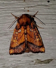 Papaipema leucostigma