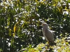 Rupornis magnirostris