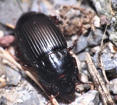 Amara exarata