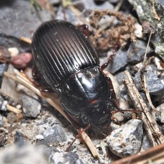 Amara exarata