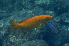 Mycteroperca rosacea