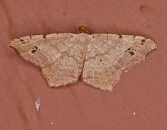 Macaria aequiferaria