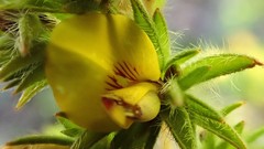 Pultenaea involucrata