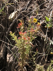 Castilleja tenuiflora