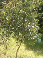 Eucalyptus ovata