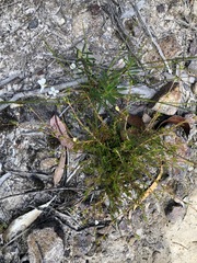 Mitrasacme polymorpha