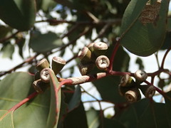 Eucalyptus ovata