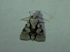 Acronicta funeralis