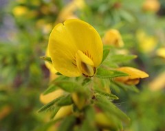 Pultenaea involucrata