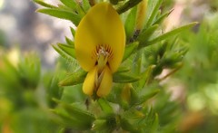 Pultenaea involucrata