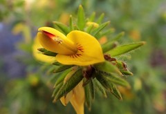Pultenaea involucrata