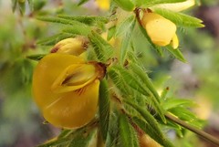 Pultenaea involucrata