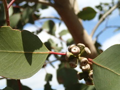 Eucalyptus ovata