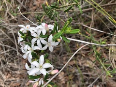 Philotheca hispidula