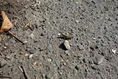 Chorthippus maritimus maritimus