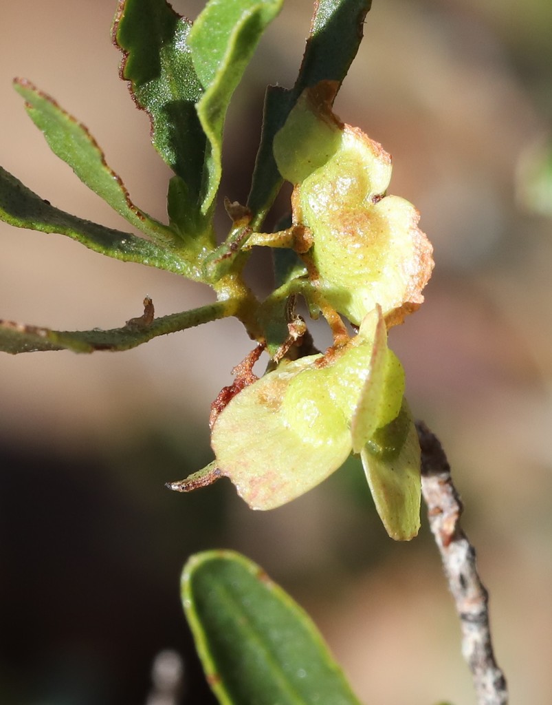 Dodonaea pachyneura
