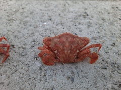 Liocarcinus strigilis