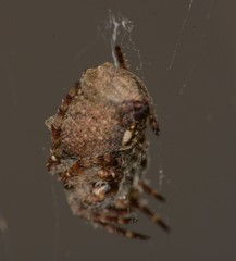 Parawixia audax