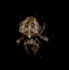 Parawixia