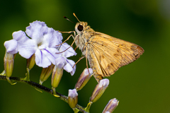 Polites vibex praeceps