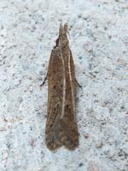 Dichomeris ligulella