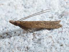Dichomeris ligulella