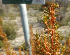 Gyrostemon australasicus