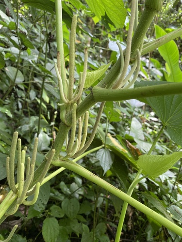pariparoba
